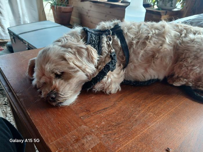 My little fur baby passed out tired lol