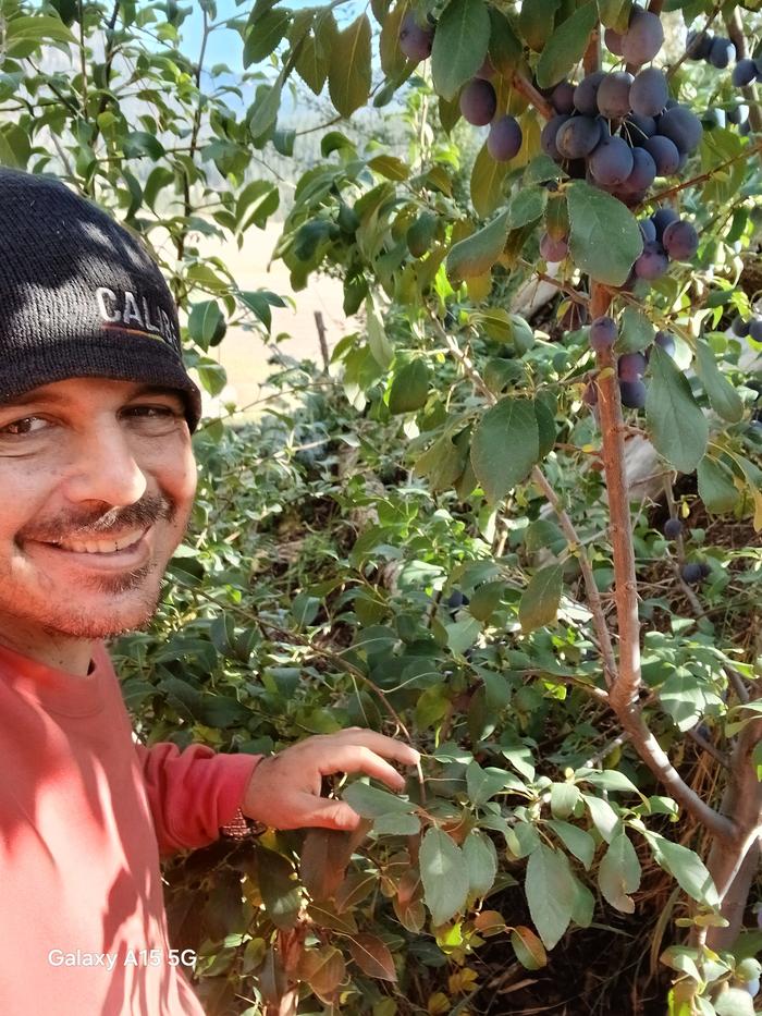 Esteban and plums on a tree