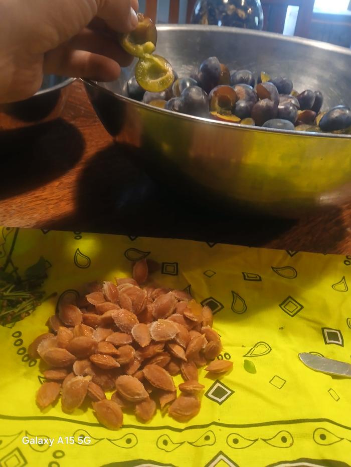 Esteban pitted a bunch of plums and put them in a stainless steel bowl