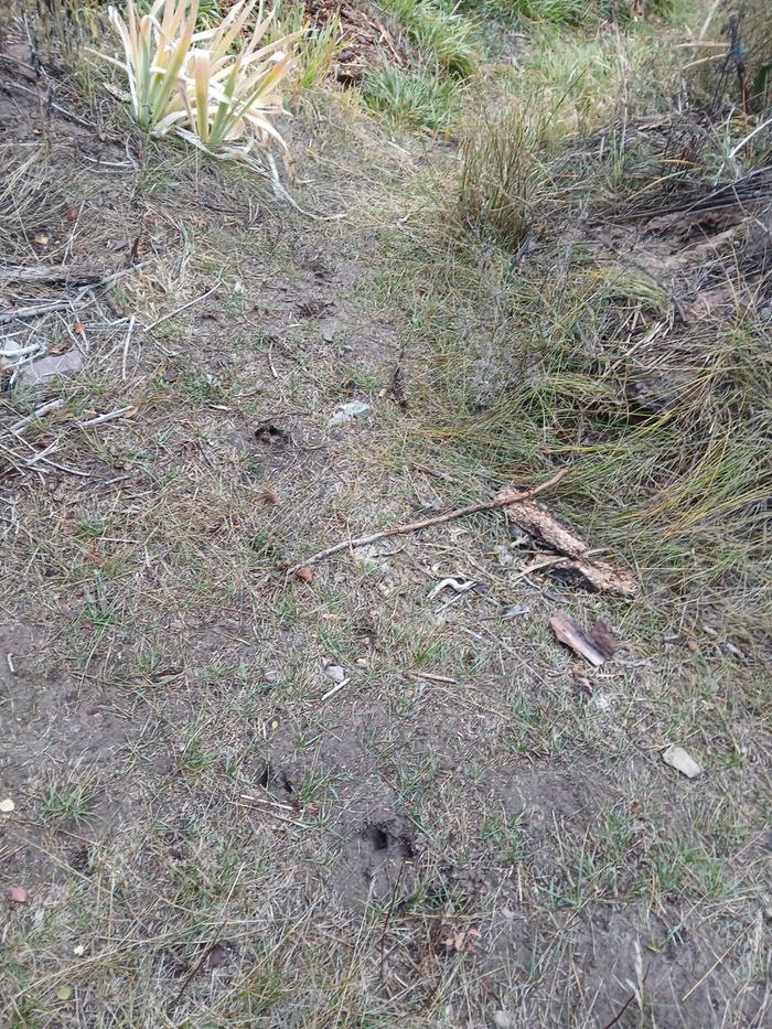 Deer tracks by Abbey gate