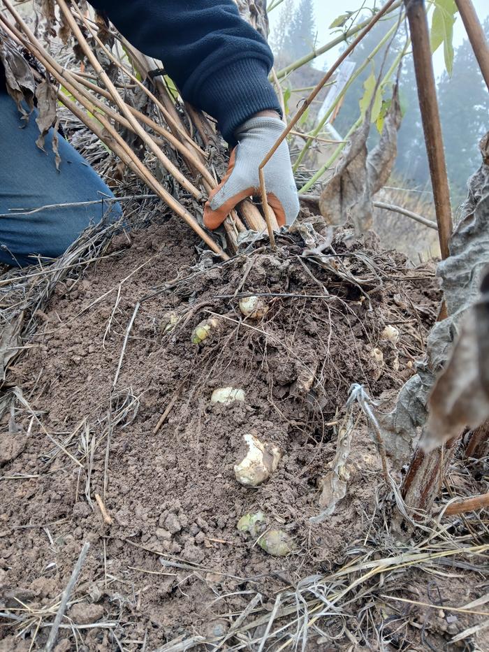 Harvesting some sunchokes 
