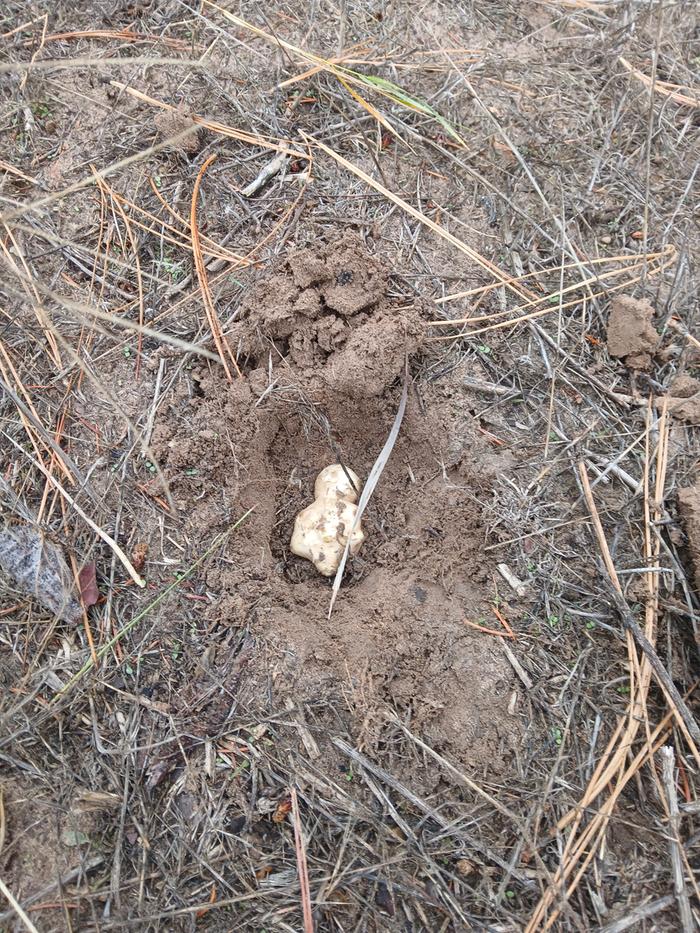 Planting sunchokes at Tipi Berm 