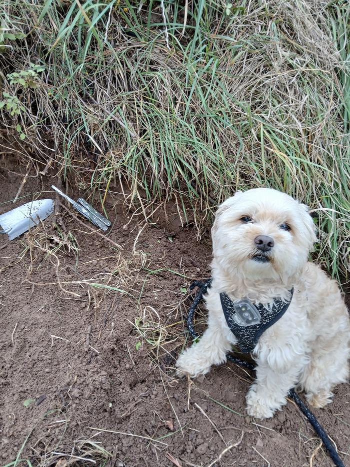My little helper on the berm path maintenance 