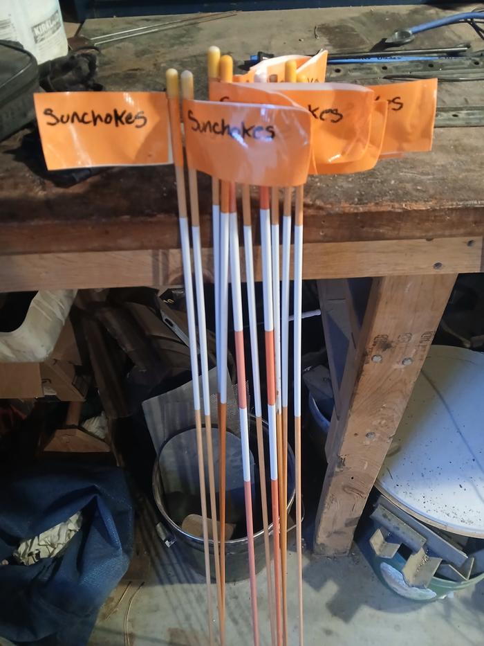 Sunchoke flags of the day