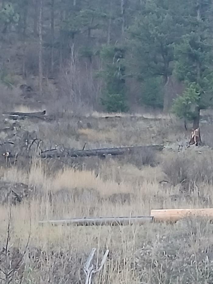 Fallen tree that I have my sights on 