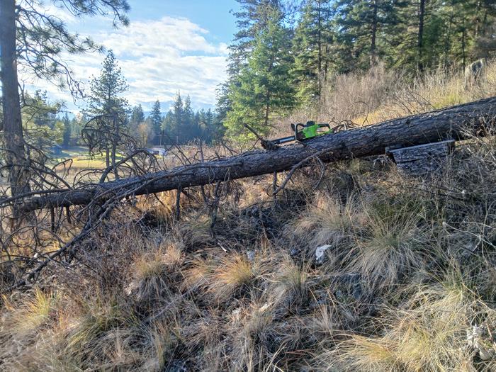 Felled tree by love shack that I worked on 