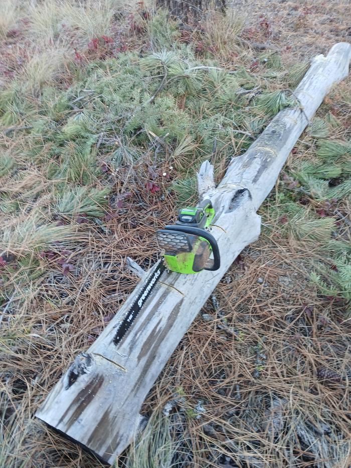 Felled tree by road, in enclosed garden section 