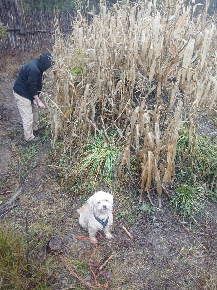 Corn stalks at Abbey to be cut and dropped 