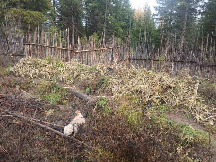 Cut and dropped at Abbey completed 