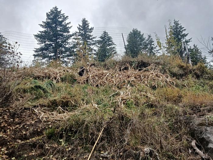 Corn stalks at basec camp ... cut and dropped 