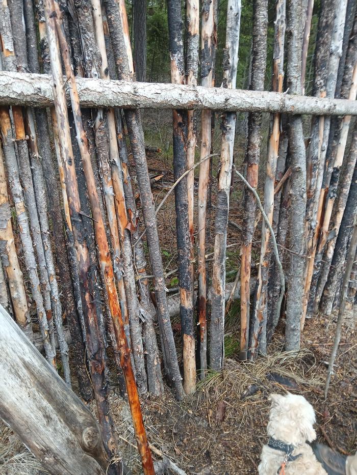 Weaving cordage through junk pole fencing at Abbey 