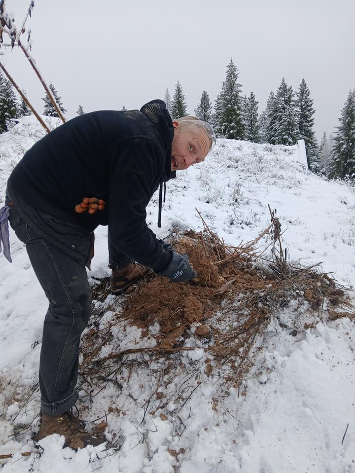 Sunchoke havest/video 