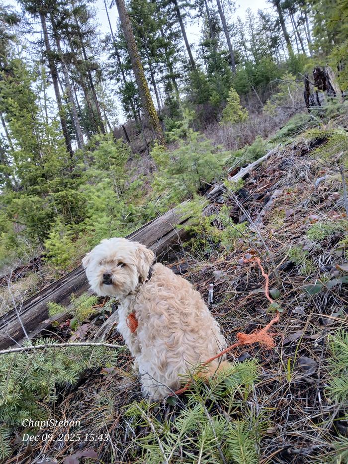 Chapito just chilling while I harvested some junk poles 