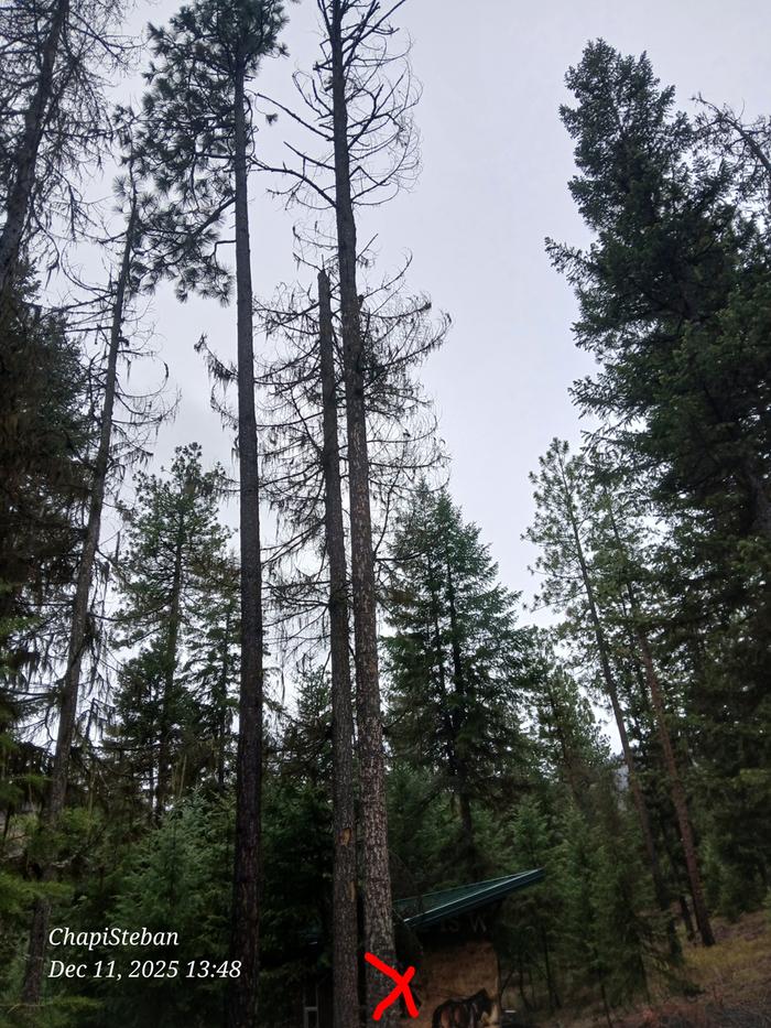 Dead standing tree I decided to fell 