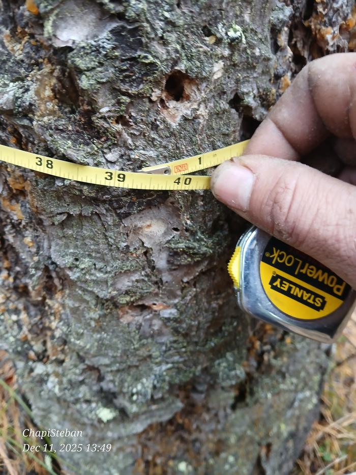 Circumference of tree