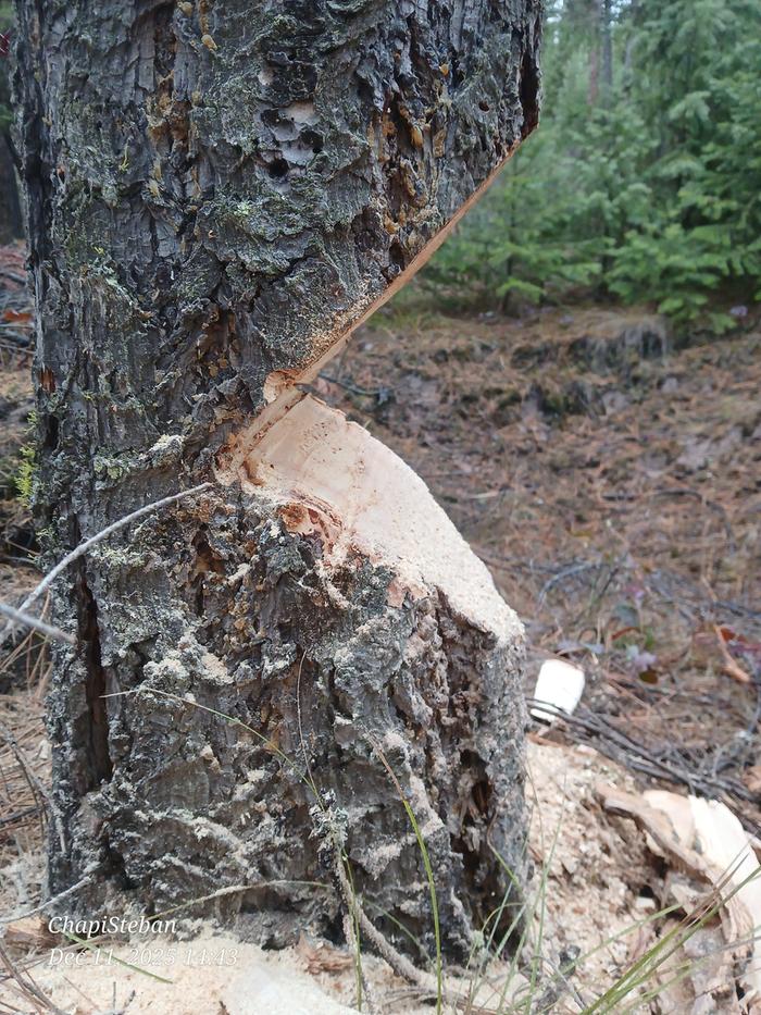 [Thumbnail for 20251211_144300.jpg]