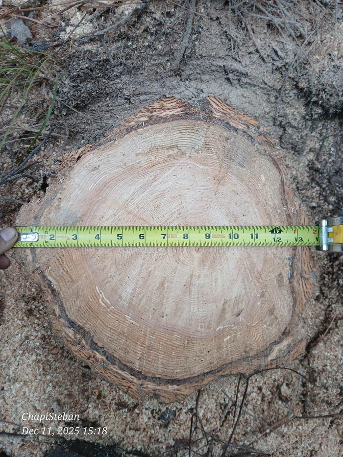 Stump diameter 