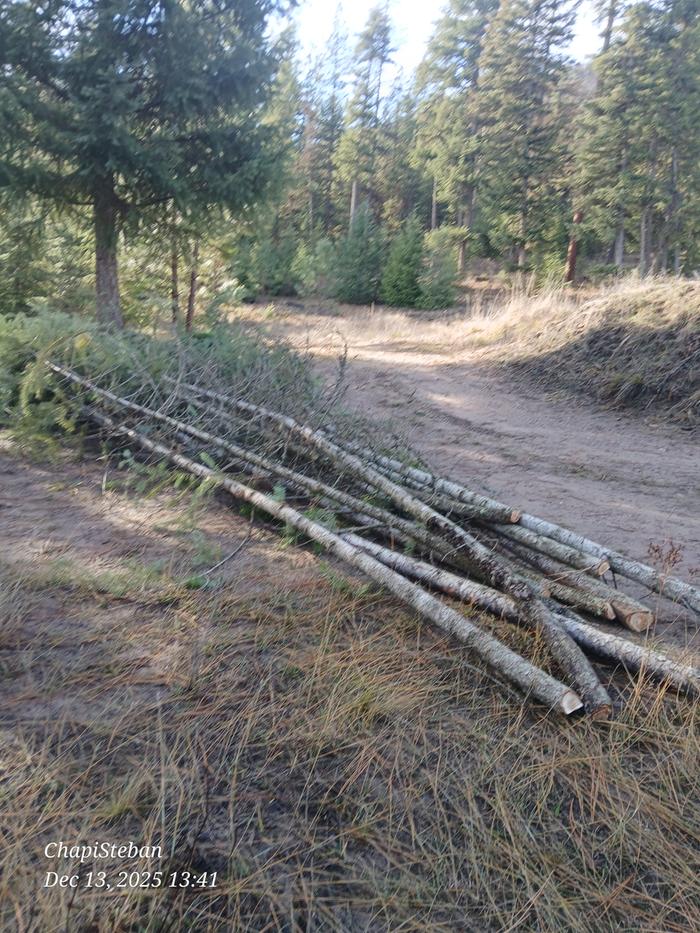 Trees for junkpoles harvested 