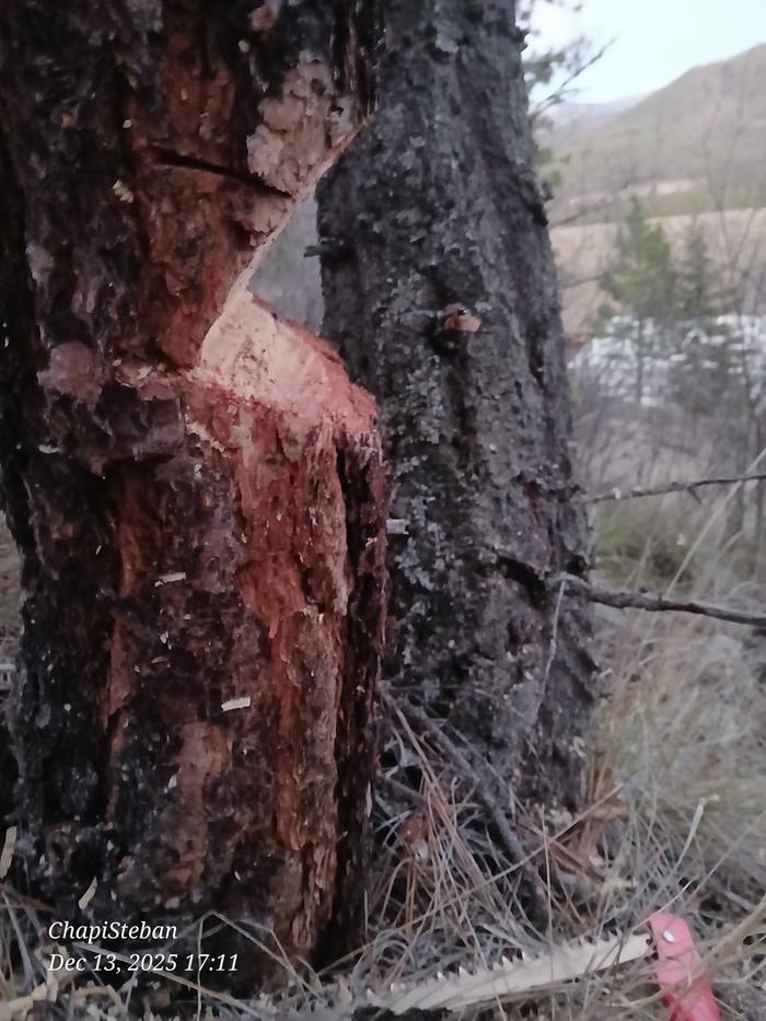 [Thumbnail for 20251213_171101.jpg]