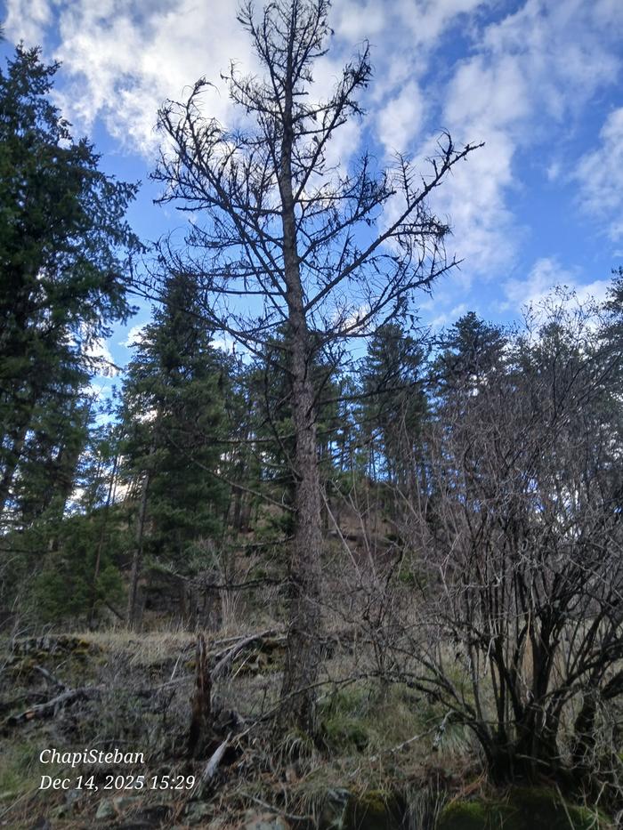 Chosen dead standing 