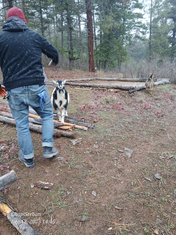 Even the goats came for a quick peak 