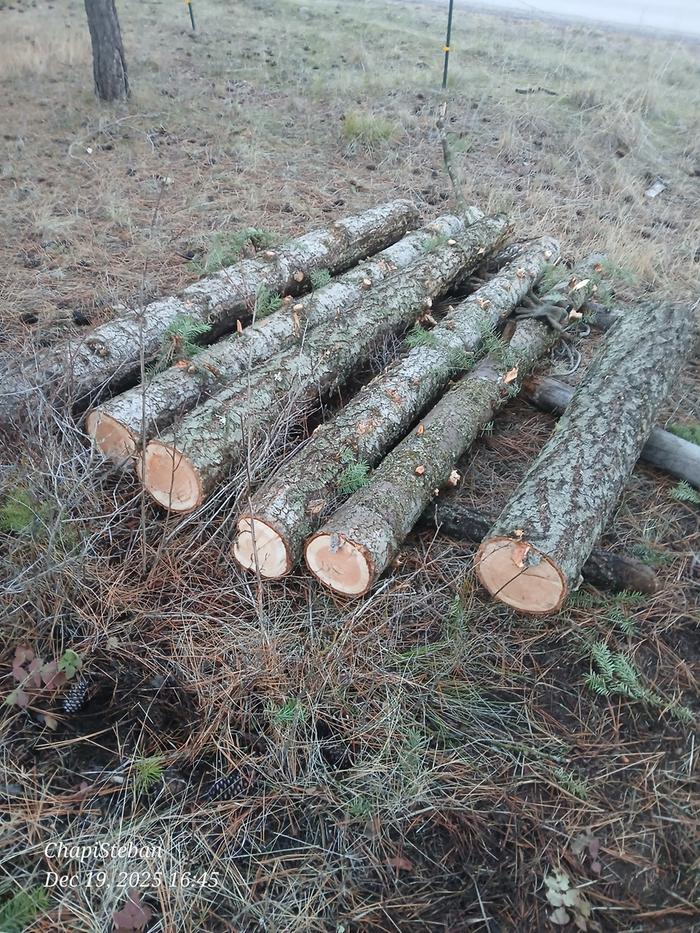 4 10' logs bucked for fencing posts and here's the remaining 55' bucked and off the ground .... I will peel these logs 