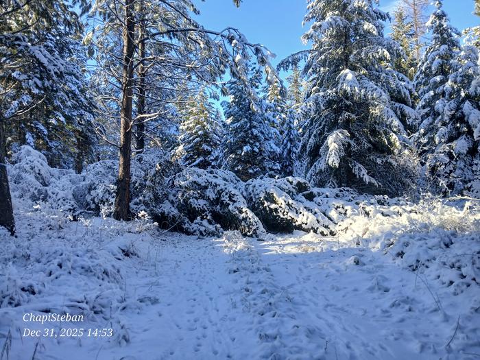 Fallen evergreen trees on a path in snowy Montana