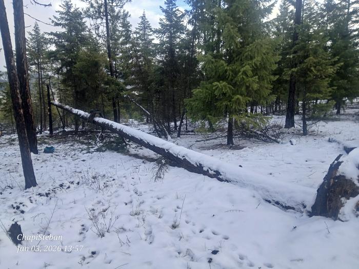 Delimbed minus the two branches propping the tree up 