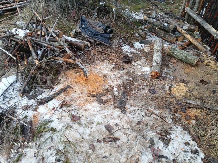 Some woody bits I gathered in my section of junkpoles 