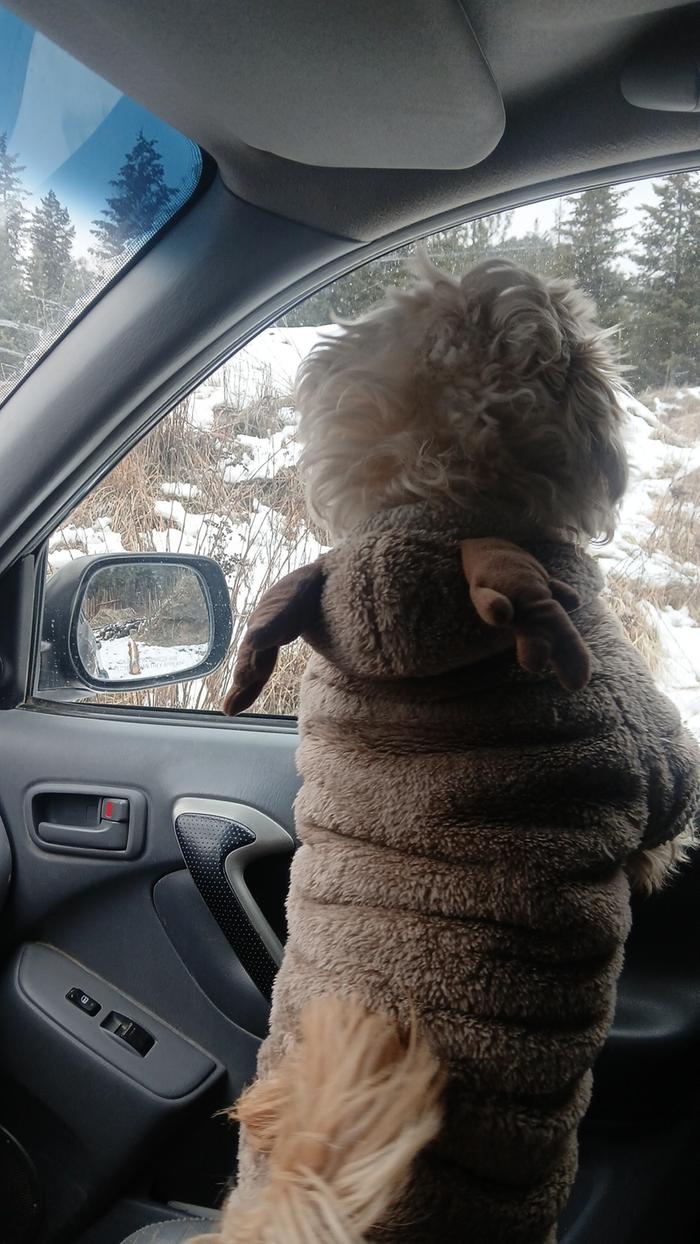 Keeping a watchful eye out for the deer 