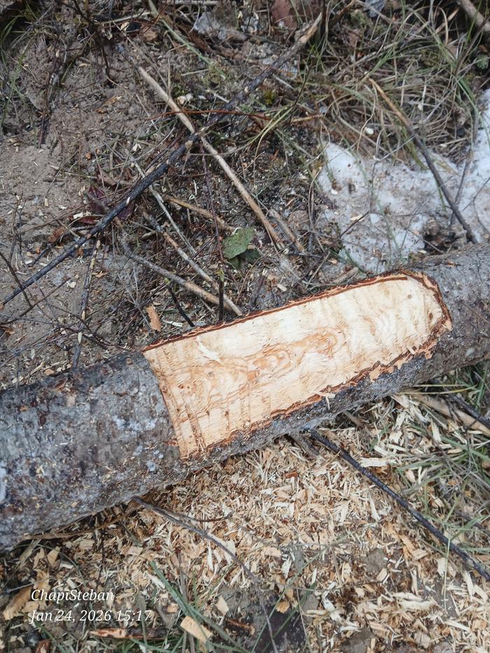 [Thumbnail for 20260124_151750.jpg]