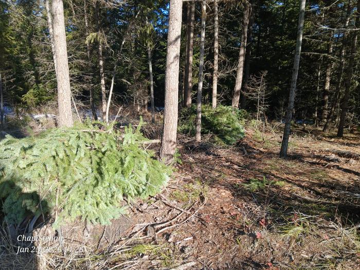 Brush piles on stumps 