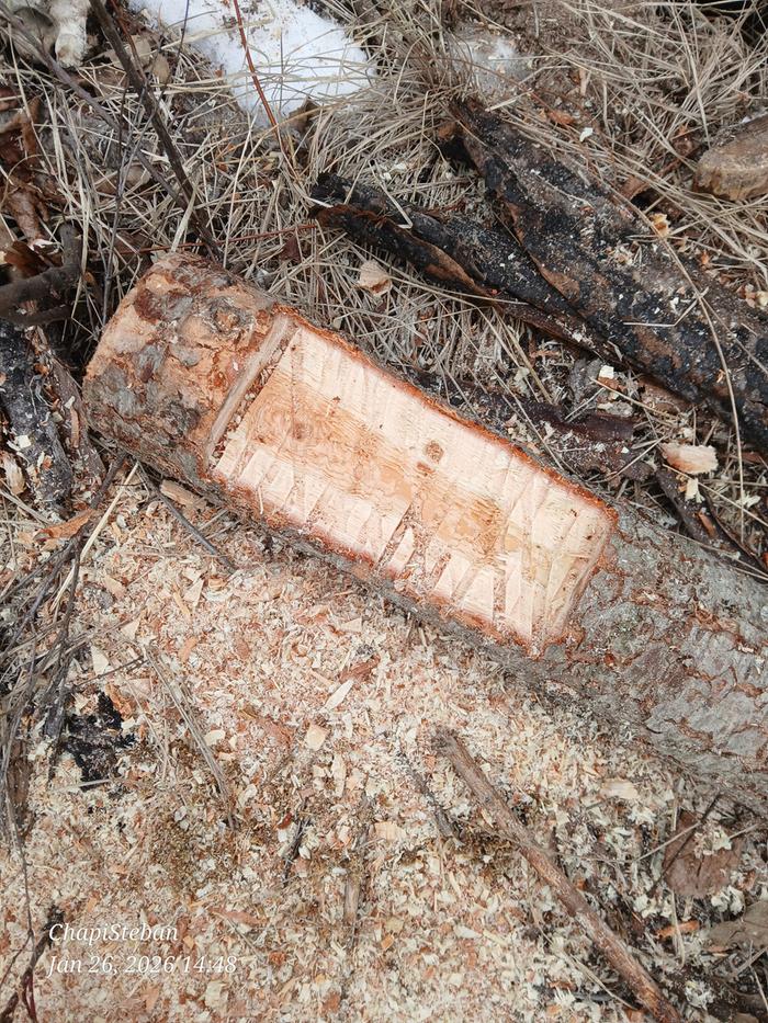 [Thumbnail for 20260126_144854.jpg]