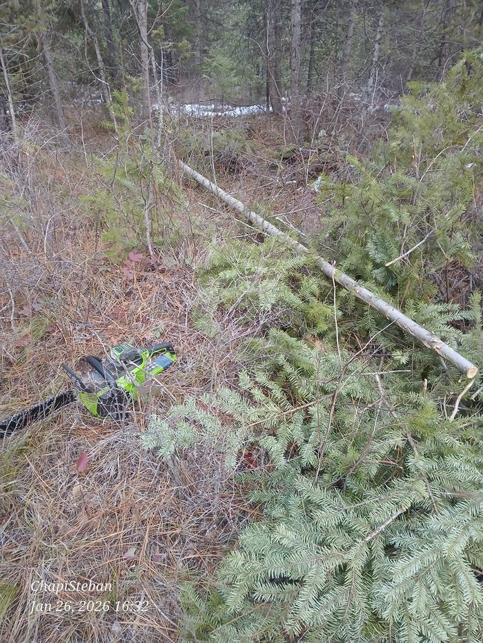 Harvesting more poles 