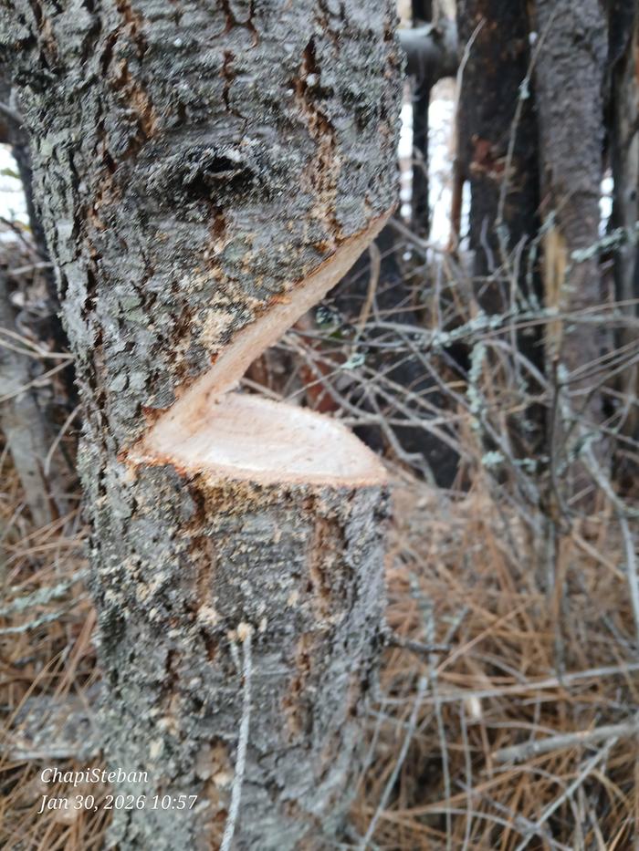 Tree next to fencing gotta go ... so I notched it 