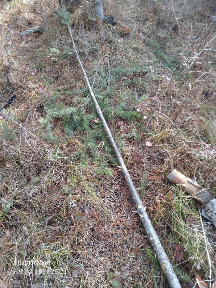 New junkpole delimbed 