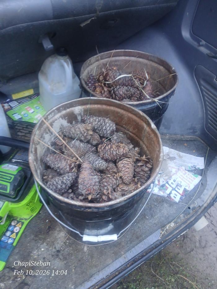 More pinecones in the back of a car with a chainsaw