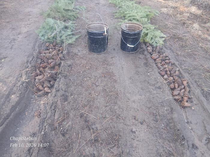 Pinecones places in ruts with evergreen boughs on top