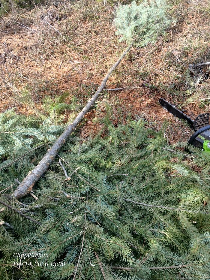 Dropped and delimbed 