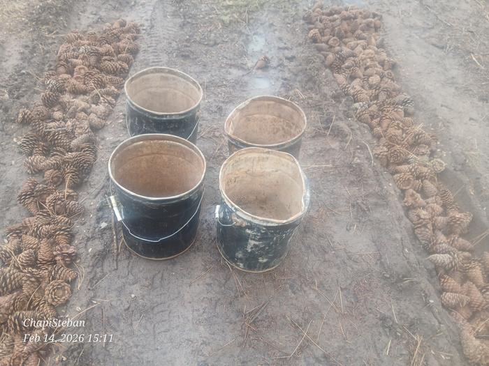 More pinecones added 