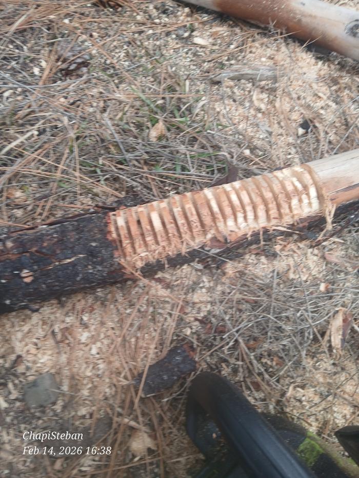 Notching more bottom supports for woody bits at the turtle berm 