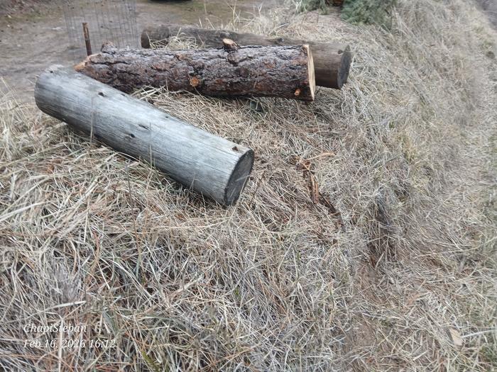 Logs staged at turtle berm 