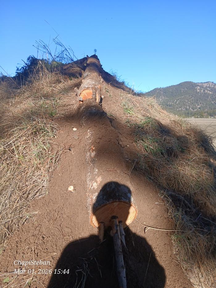 logs on top of a berm