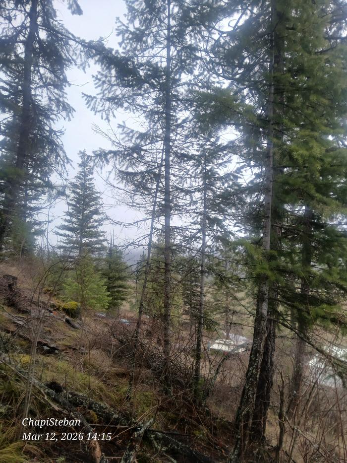 Need to harvest a live standing tree, for the legs