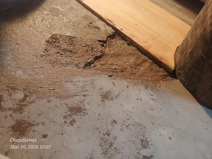 Some new cob on the floor of allerton abbey