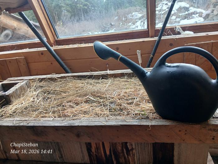 Some watering at the greenhouse 