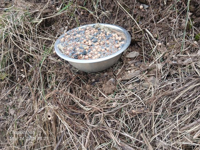 Laying cover crops at the Abbey's berms 