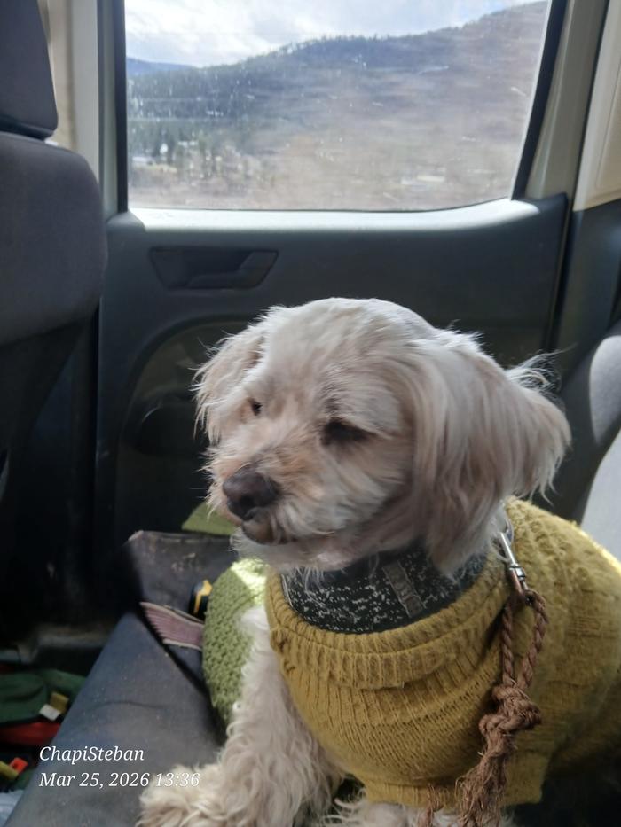 Chapito enjoying the ride to the lumberyard