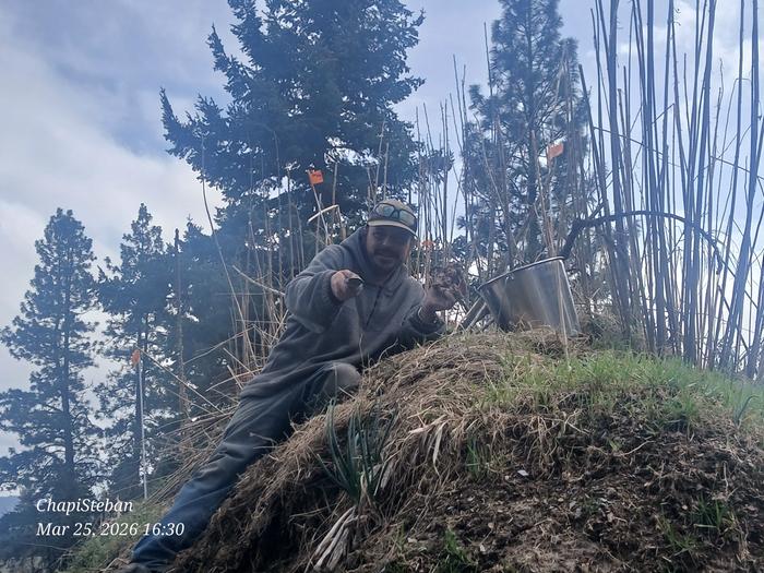 Esteban balancing a sunchoke tuber on the back of a hori-hori