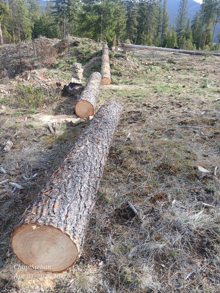 Ready to be hauled to sawmill